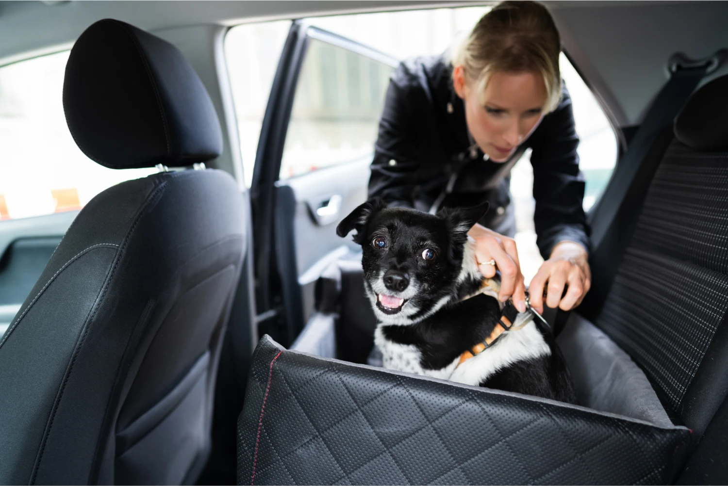 Honda HR-V Dog Safety Belt for Bouviers des Flandres