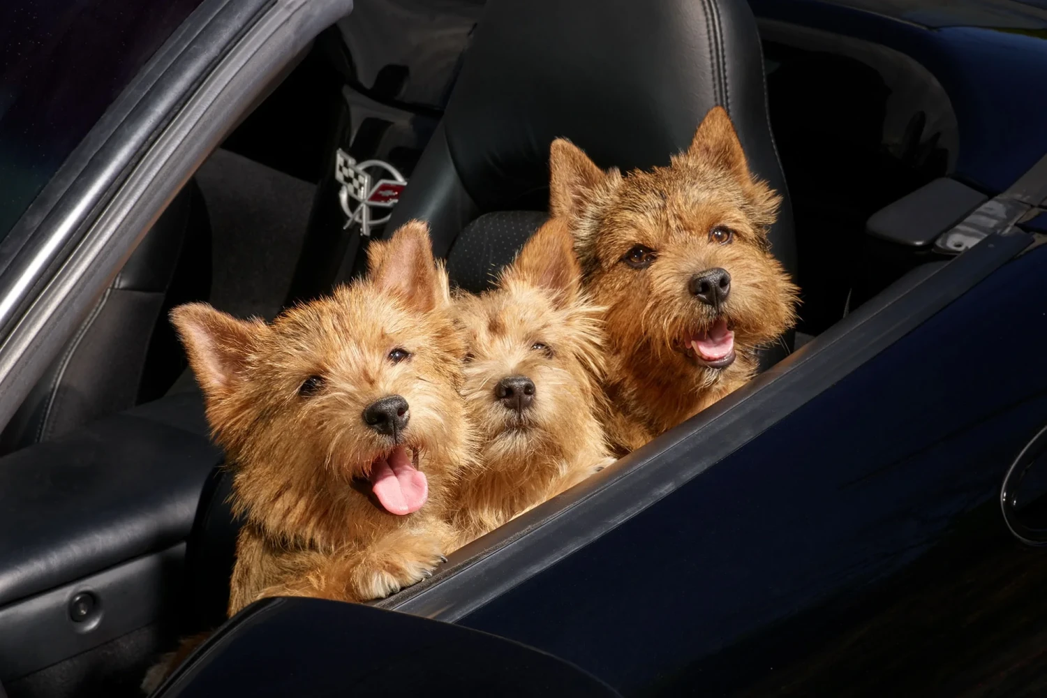 Hyundai Palisade Dog Carrier Car Seat for Norwich Terrier