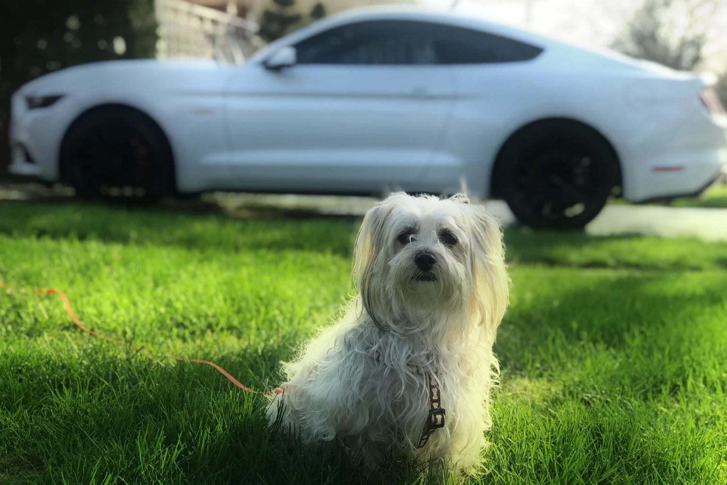 Acura MDX Dog Car Seat for Havanese