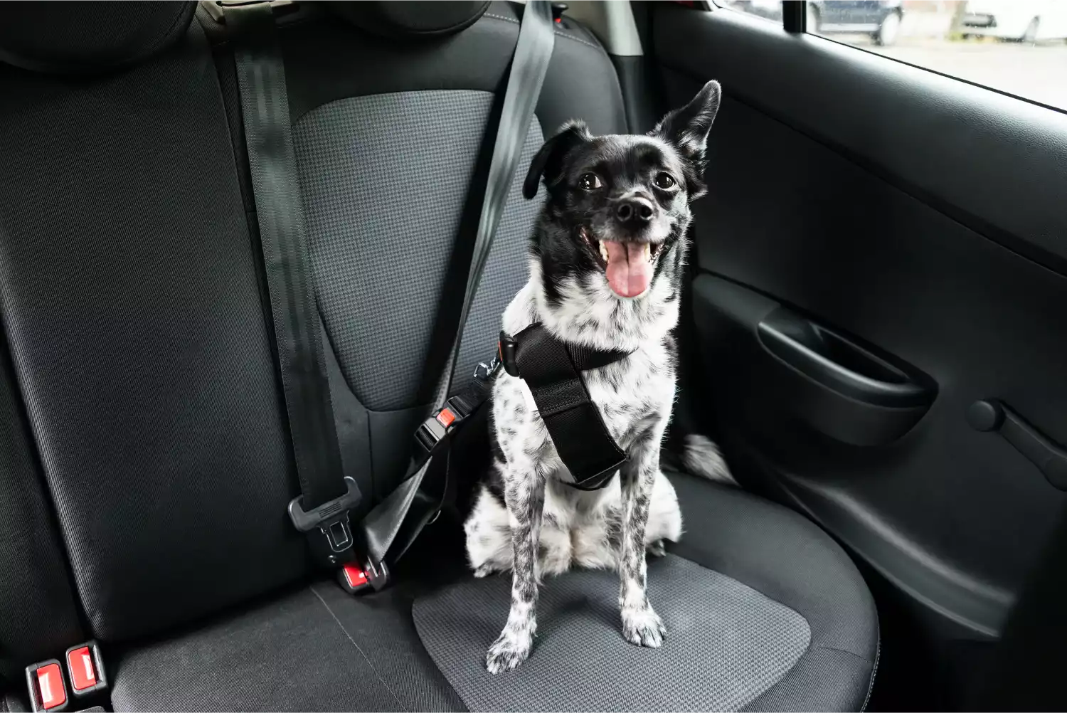 Lhasa Apsos  Dog Safety Belt for Ford Transit